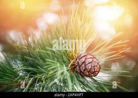 Verde conifere cedro maturo pino coni su ramo di albero foresta di luce del sole. Olio per raccolta e ricezione Concept Foto Stock