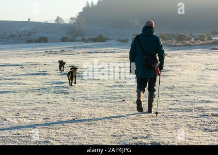 Ogdens, Frogham, vicino a Fordingbridge, New Forest, Hampshire, Regno Unito, 21 gennaio 2020, il meteo. Un disco frost nel nuovo Parco Nazionale Foreste con un luminoso sole mattutino e la nebbia. Durante la notte le temperature sono scese a -3 o inferiore. Un uomo cammina i suoi cani attraverso il paesaggio congelato. Credito: Paolo Biggins/Alamy Live News Foto Stock