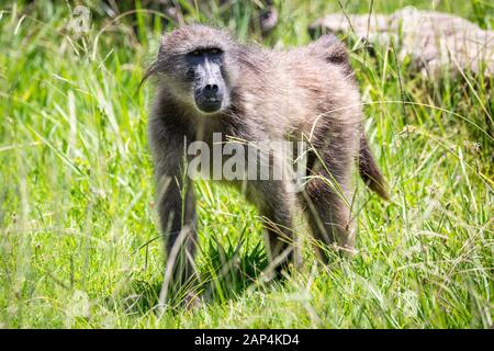 Close up di un babbuino camminando in erba alta, Sud Africa Foto Stock