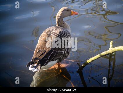 Oca Grigilag A Kelsey Park, Beckenham, Greater London. Una oca grigilag in piedi in acque poco profonde. Oca grylag (Anser anser), Regno Unito. Foto Stock