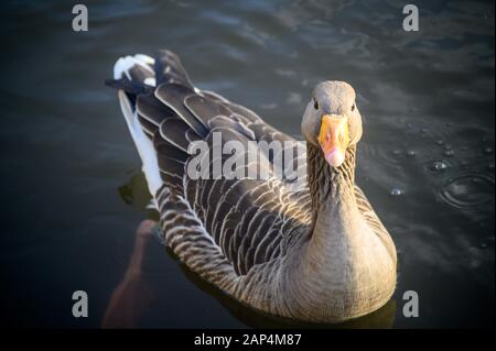 Oca Grigilag A Kelsey Park, Beckenham, Greater London. Una oca grigilag nuota sul lago nel parco. Oca grylag (Anser anser), Regno Unito. Foto Stock