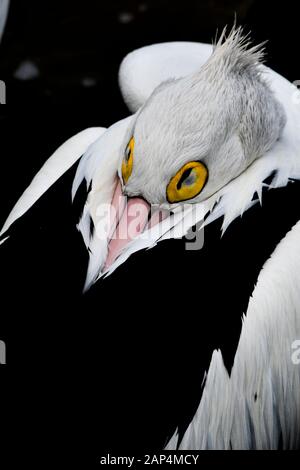 Un closeup di Pelican bianco e nero con occhi gialli, becco rosa e capelli spiky riposare dopo una giornata di pesca Foto Stock