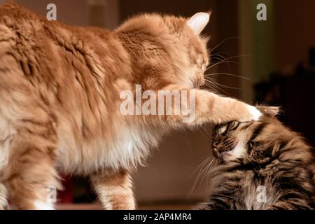 Due gatti Kurilian Bobtail che giocano Foto Stock