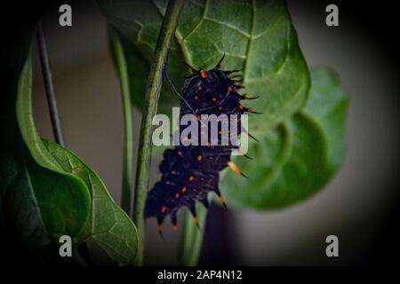 Cairns Birdwing Caterpillar Black And Orange Red Mangiare Foglie Verdi Foto Stock