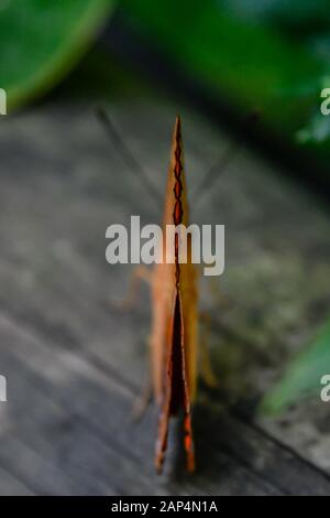 Una farfalla marrone Arancio Cruiser - Vindula arsinoe riposante sulla cima di un ceppo e Foglie verdi nel closeup giardino Foto Stock