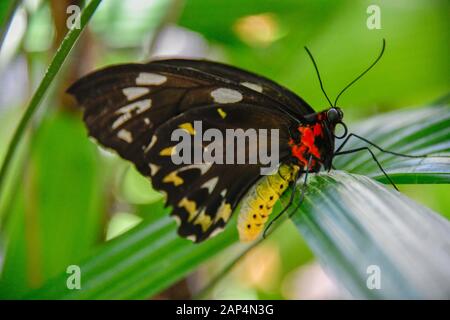 Cairns Birdwing Butterfly, Ornithoptera Euphorion - Grande E Colorato, Luminoso E Luminoso, Farfalla Tropicale Australiana Primo Piano Foto Stock