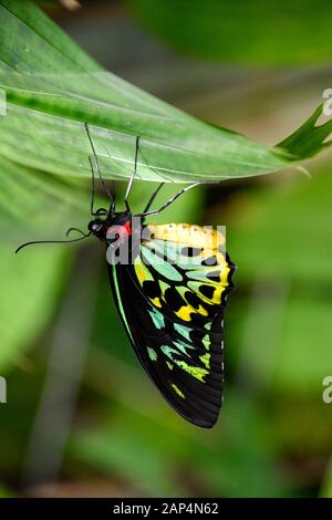 Cairns Birdwing Butterfly, Ornithoptera Euphorion - Grande E Colorato, Luminoso E Luminoso, Farfalla Tropicale Australiana Primo Piano Foto Stock