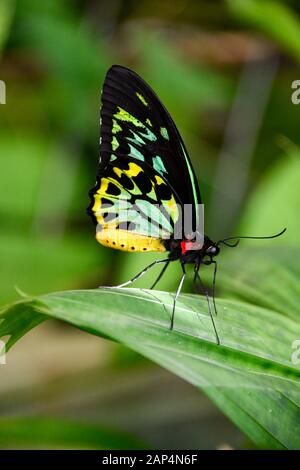 Cairns Birdwing Butterfly, Ornithoptera Euphorion - Grande E Colorato, Luminoso E Luminoso, Farfalla Tropicale Australiana Primo Piano Foto Stock