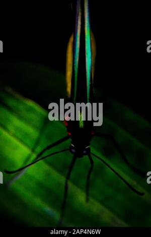 Cairns Birdwing Butterfly, Ornithoptera Euphorion - Grande E Colorato, Luminoso E Luminoso, Farfalla Tropicale Australiana Primo Piano Foto Stock