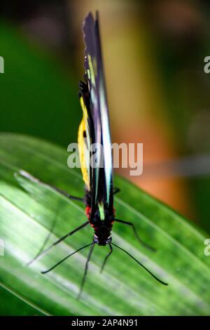 Cairns Birdwing Butterfly, Ornithoptera Euphorion - Grande E Colorato, Luminoso E Luminoso, Farfalla Tropicale Australiana Primo Piano Foto Stock