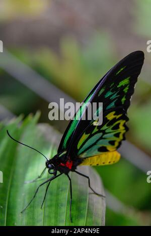 Cairns Birdwing Butterfly, Ornithoptera Euphorion - Grande E Colorato, Luminoso E Luminoso, Farfalla Tropicale Australiana Primo Piano Foto Stock