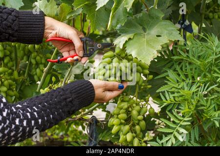 Boccola di uva di scarico e di rimozione di un eccesso di acerbi grappoli di uva in vigna d'estate. Foto Stock