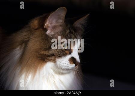 Profilo di un gatto Kurilian Bobtail Foto Stock