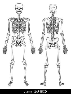 Struttura a scheletro indietro e in vista frontale, ossa umane Illustrazione Vettoriale