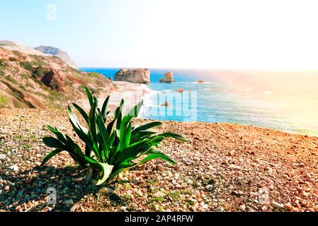 Pianta selvatica vicino al mare e spiaggia di ghiaia Petra tou Romiou nell isola di Cipro, Grecia Foto Stock