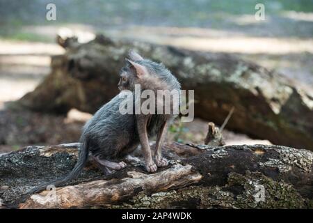 Gatto Lykoi Foto Stock