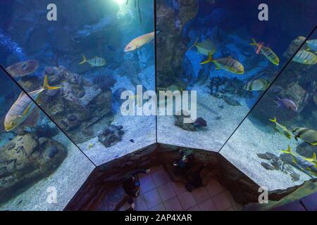 Haus des Meeres Aquarium, un ex tedesco Seconda Guerra Mondiale anti-aerei flak torre in Esterhazypark, Vienna, Austria Foto Stock