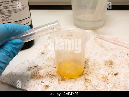 Preparazione dell'acqua Di Bromo in una sala di preparazione scolastica, Regno Unito Foto Stock