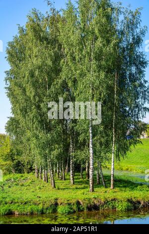 Pskov, un'isola pittoresca nel laghetto di anatra nel Parco sul fiume Miroshka, giornata estiva soleggiata Foto Stock