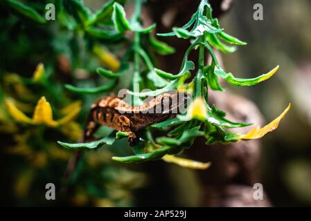 Gargoyle gecko Rhacodactylus auriculatus raptor fantasy guardando carino dinosauro dino di fuoco tagliente spazio per testo macro rettile giungla acquario casa Foto Stock