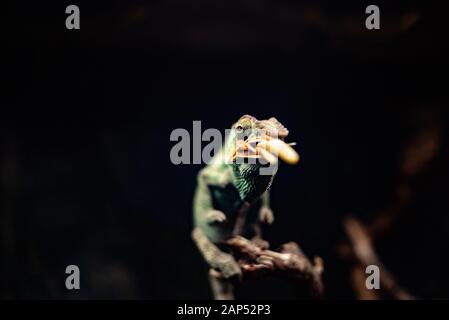 Chameleon su un ramo che mangia un grasshopper cricket natura animale nascosto naturale dof acuto spazio per testo macro rettile giungla acquario domestico animale domestico Foto Stock