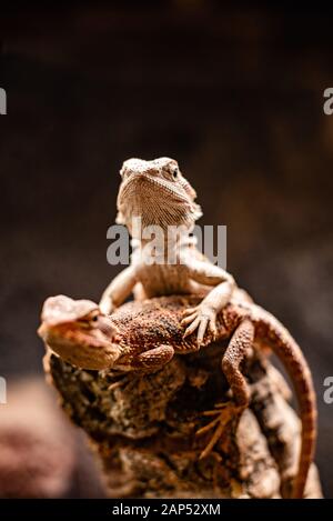 Le famiglie lizard insieme l'albero della coppia sta osservando al futuro cute dello spazio acuto di fuoco per testo macro rettile acquario della giungla domestico dell'animale domestico Foto Stock