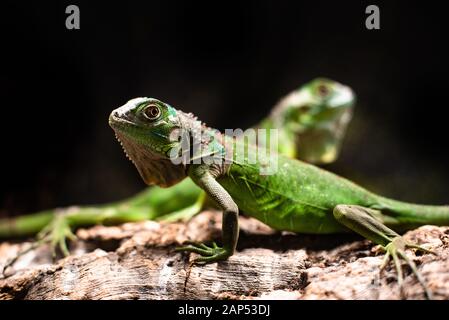 Le famiglie lizard insieme l'albero della coppia sta osservando al futuro cute dello spazio acuto di fuoco per testo macro rettile acquario della giungla domestico dell'animale domestico Foto Stock