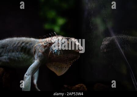 Vista riflessa della testa di un iguana profondo pensieri concetto auto segreto mistero critica vita dof fuoco tagliente spazio per testo macro rettile giungla Foto Stock