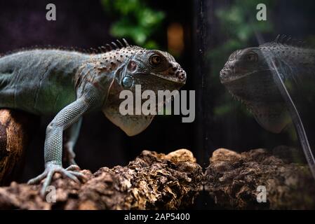 Vista riflessa della testa di un iguana profondo pensieri concetto auto segreto mistero critica vita dof fuoco tagliente spazio per testo macro rettile giungla Foto Stock