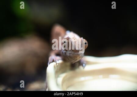 Camaleons lucertola su pietra bastone che cammina guardando gli occhi dof sharp focus spazio per testo macro rettile giungla acquario casa animale domestico carino Foto Stock