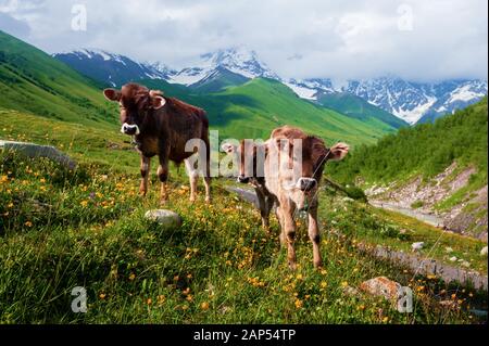 I vitelli sul pascolo estivo sul Caucaso innevate montagne sfondo Foto Stock