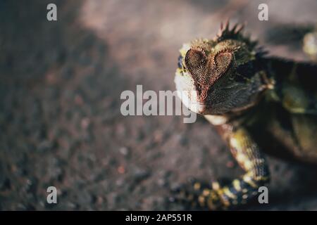 Australia orientale drago di acqua a forma di cuore sulla testa Foto Stock