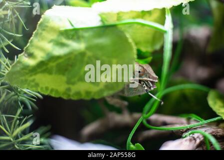 Chameleon su un ramo che mangia un grasshopper cricket natura animale nascosto naturale dof acuto spazio per testo macro rettile giungla acquario domestico animale domestico Foto Stock