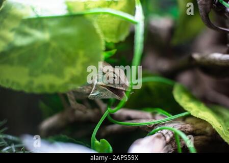 Chameleon su un ramo che mangia un grasshopper cricket natura animale nascosto naturale dof acuto spazio per testo macro rettile giungla acquario domestico animale domestico Foto Stock