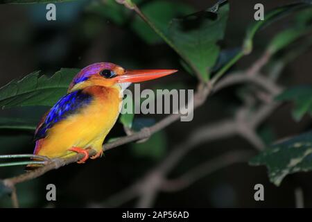 Nana orientali Kingfisher (Ceyx erithaca) Foto Stock