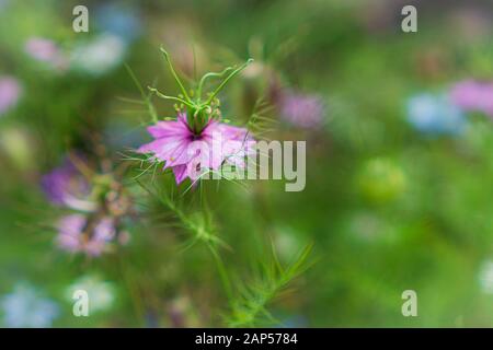 Una testa di fiore rosa Love-in-the-Mist (Nigella) in un giardino Foto Stock