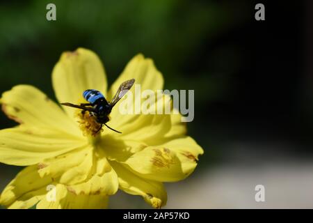 Un'ape di cucù al neon (Thyreus nitidulus) in cerca di nettare su un fiore di cosmo di zolfo. Surakarta, Indonesia. Foto Stock