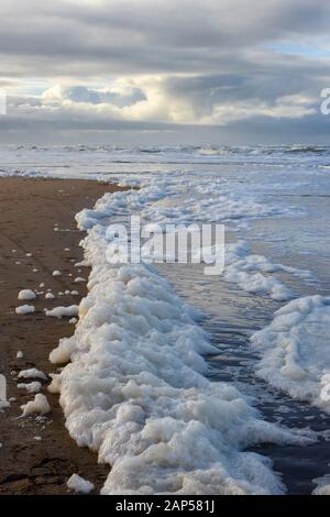 Phaeocystis, clade di alghe, lungo il mare del Nord sulla spiaggia Foto Stock