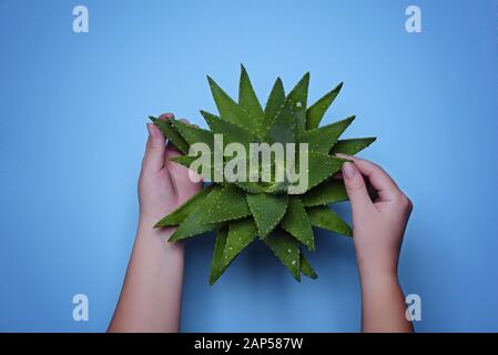 Le mani femminili toccano foglie di Aloe vera con acqua dropson lo sfondo blu. Chiudere la vista. Foto Stock