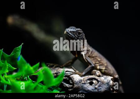 Verde lizard coda lunga in piedi su un pezzo di legno di netto fuoco spazio per testo macro rettile giungla acquario home animale domestico Foto Stock