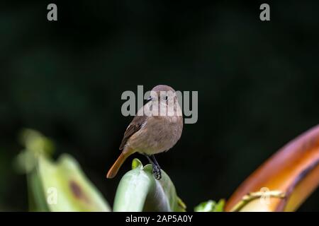 Daurian Redstart Nel Sentiero Natura Di Tai Po Kau, Hong Kong (Nome Formale: Phoenicurus Auroreus), Femmina Foto Stock