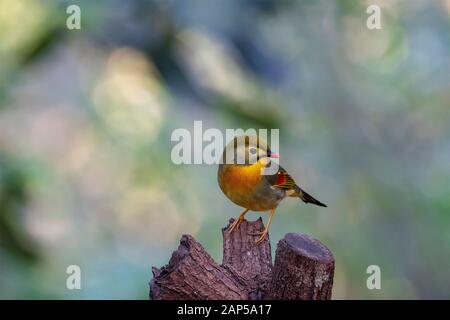 Leiothrix (Nome Formale: Leiothrix Lutea) In Tai Po Kau Nature Trail, Hong Kong. Foto Stock