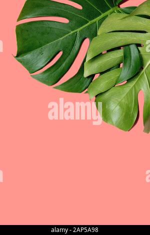 Due giungla tropicale foglie di monstera con acqua spot isolati su sfondo di corallo. Foto Stock