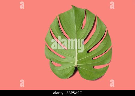La giungla tropicale foglia di monstera con acqua spot isolati su sfondo di corallo. Foto Stock