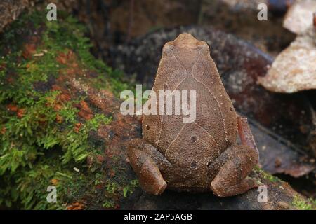 RANA appiccicosa, Kalophrynus pleurostigma, Foto Stock