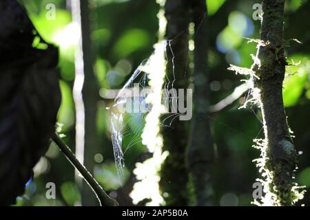 Spider Web nella luce solare nella foresta pluviale del Ecuador natura Foto Stock