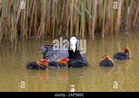 Eurasian coot / comune folaga (fulica atra) Nuoto con quattro pulcini lungo il letto di reed in stagno in primavera Foto Stock