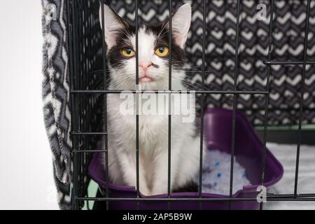 Piccolo, gattino triste siede in una gabbia al riparo Foto Stock