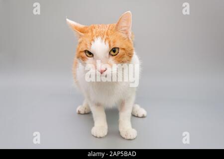 Gatto rosso divertente su sfondo grigio Foto Stock