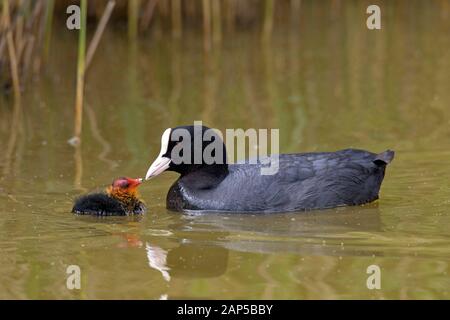 Eurasian coot / comune folaga (fulica atra) alimentazione chick durante il nuoto nel laghetto in primavera Foto Stock